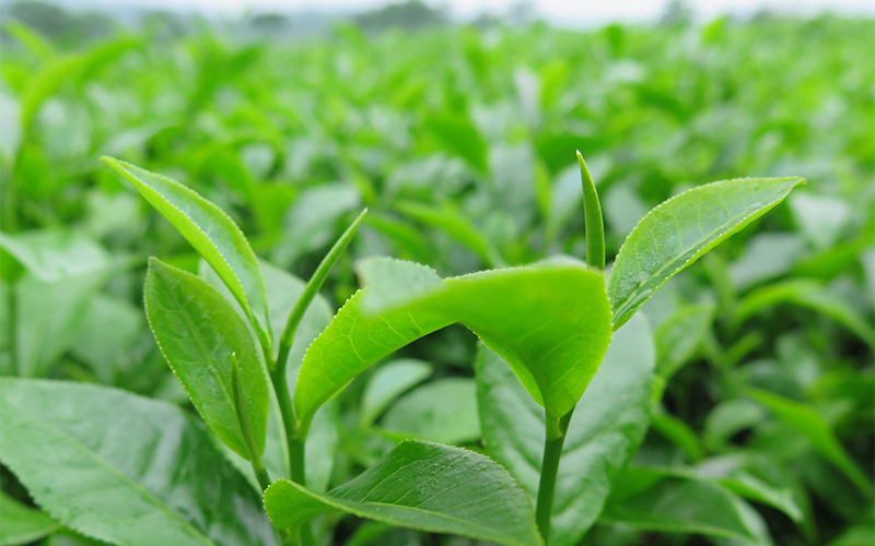 trà xanh giúp tăng cường hệ miễn dịch